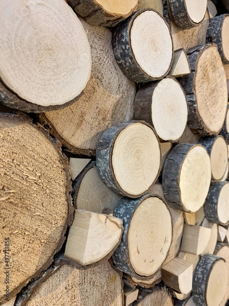 Obraz A cut of a sawn tree, the texture of a tree