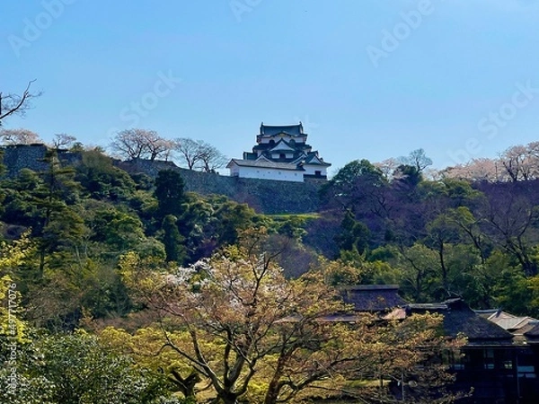 Obraz hikone castle 
tree 
japanese cherry blossom 
sakura 
castle 
blue sky 
sky 
桜
城
彦根城
木
青空
空
