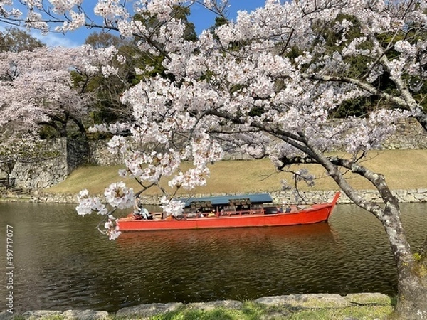 Obraz blossom in spring