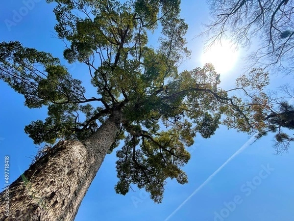 Obraz bird on tree
tree 
blue sky 
sky 
Contrail
kusunoki 
big tree 
spring 
楠
青空
空
飛行機雲
日本
春