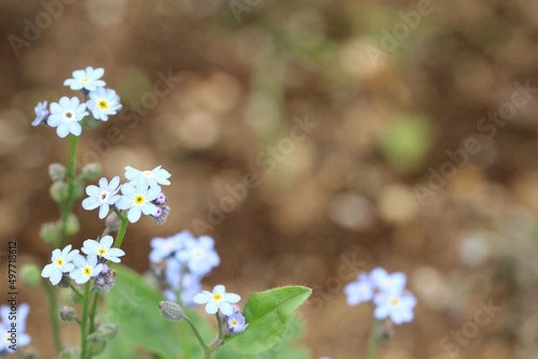 Obraz 土の上に小さなたくさんの水色の花を咲かせているキュウリグサのアップ。左寄り