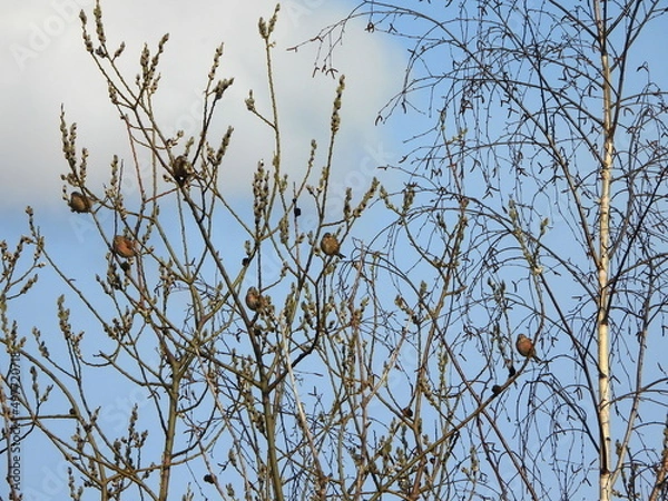 Obraz The common linnet (Linaria cannabina) is a small passerine bird of the finch family, Fringillidae.
