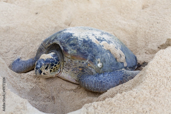 Obraz Green turtle laying eggs on the beach.