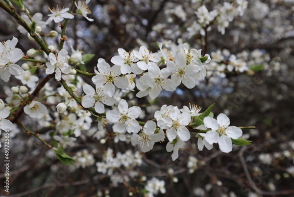 Obraz Plum flowers in the spring