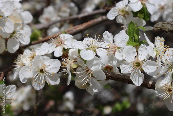 Obraz Plum flowers in the spring