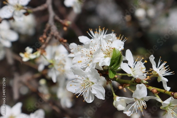 Obraz Plum flowers in the spring