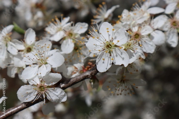 Obraz Plum flowers in the spring