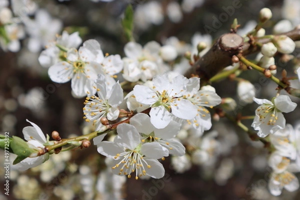 Obraz Plum flowers in the spring