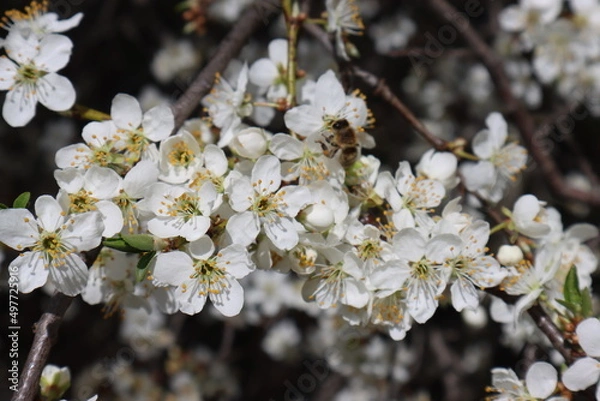 Obraz Plum flowers in the spring