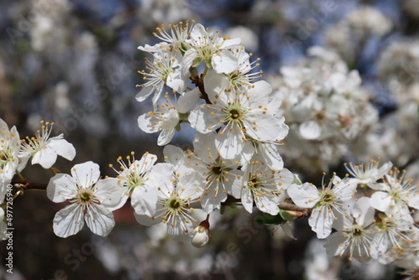 Obraz Plum flowers in the spring