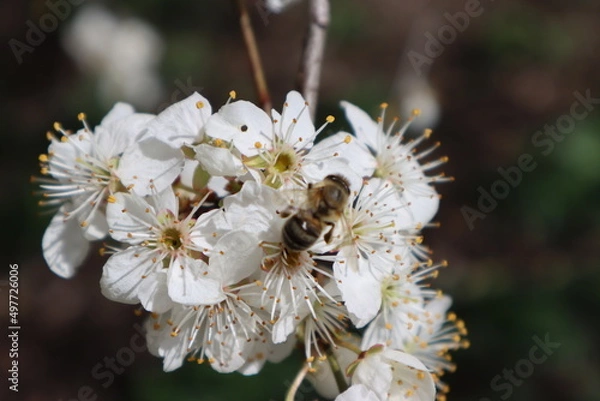 Obraz Plum flowers in the spring