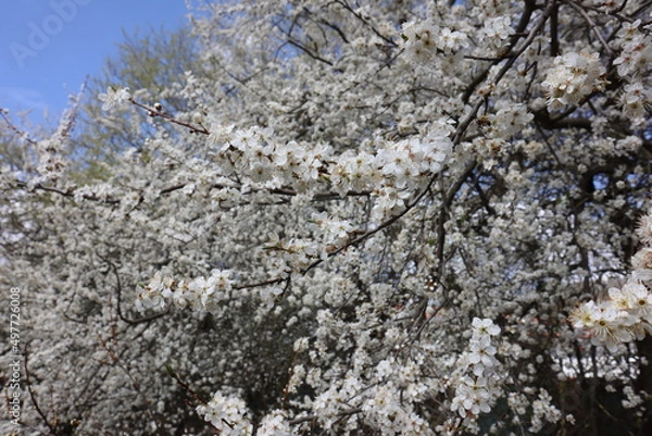 Obraz Plum flowers in the spring
