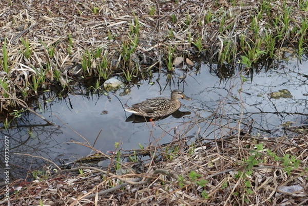 Obraz Wild duck in spring rivulet