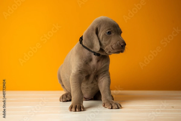 Fototapeta Adorable cute weimaraner puppy on orange background