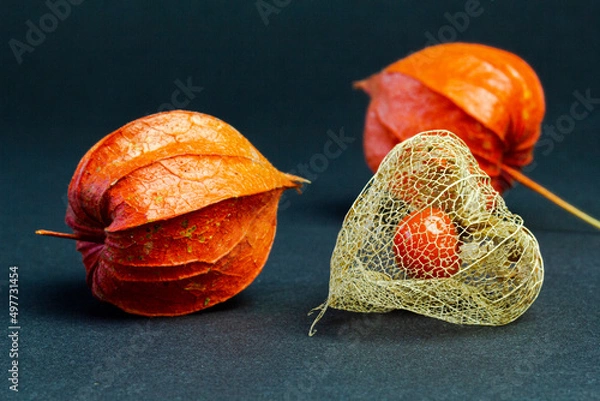 Obraz Physalis nach dem Winter