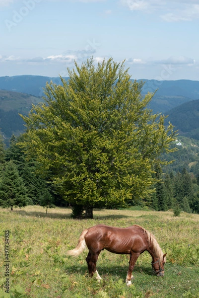 Fototapeta Amazing mountain view with a horse grazing the grass