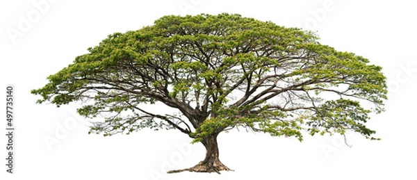 Fototapeta Rain tree and isolated on white background.