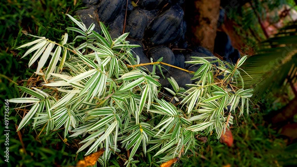 Obraz Bamboo plant in the park
