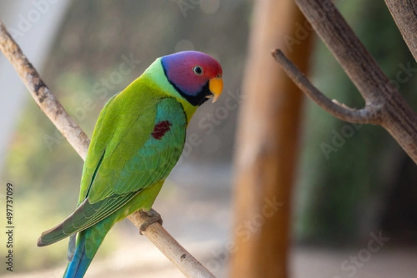 Fototapeta A plum-headed parakeet (Psittacula cyanocephala) perched close up in the Indian subcontinent
