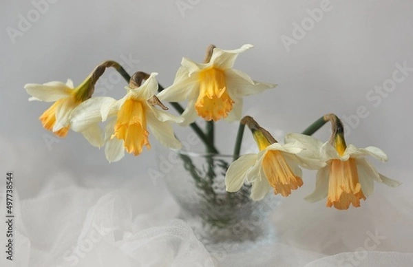 Obraz spring daffodils in a vase