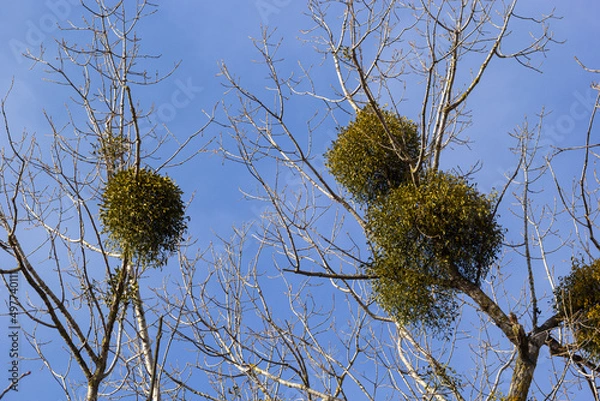 Fototapeta A sick withered tree attacked by mistletoe, viscum. They are woody, obligate hemiparasitic shrubs
