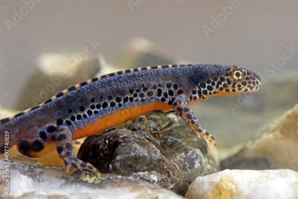 Fototapeta Bergmolch