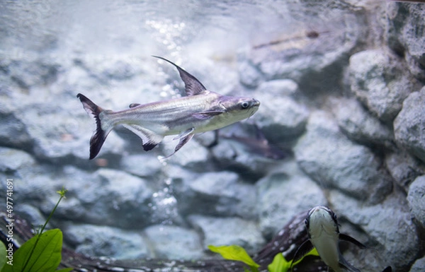Obraz CHAO PHRAYA GIANT CATFISH
