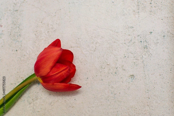 Fototapeta Red tulip flower layout concept. Copy space for text or jewellry store backdrop, card, layout, board ideas.  