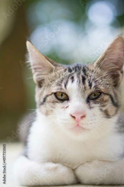 Fototapeta まっすぐ見つめる子猫