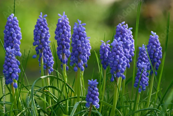 Fototapeta Bloom o the Violet Grape hyacinth (Muscari) flowers in the spring season.