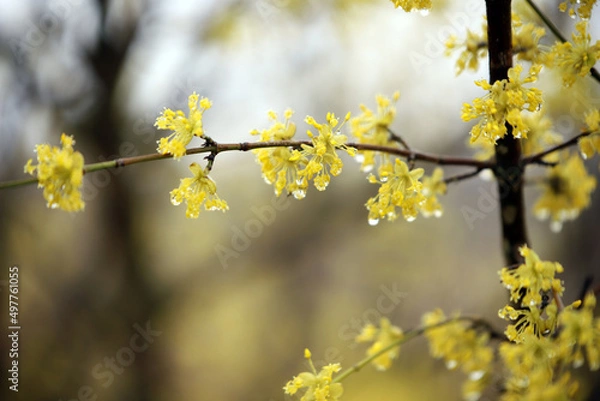 Fototapeta yellow flowering tree in spring texture
