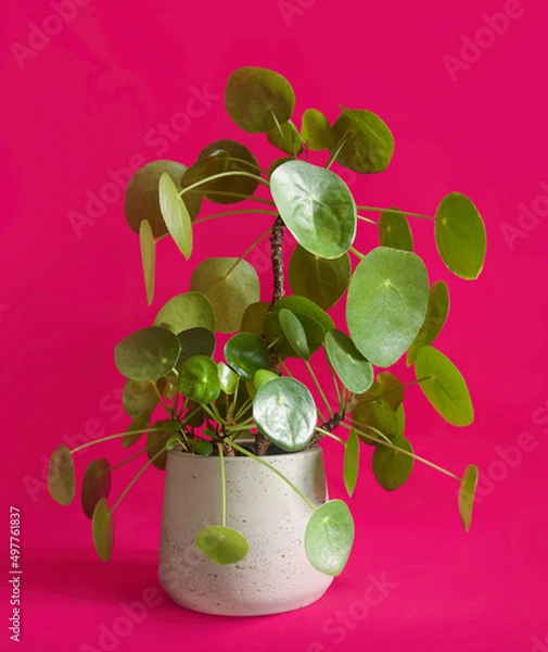 Obraz Pilea peperomioides, chinese money plant, pancake plant or UFO home plant in a pot isolated on a bright pink background, copy space. Modern home decor. Exotic and trendy houseplant.