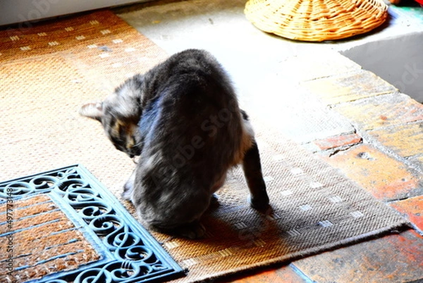 Obraz Chat qui se lave