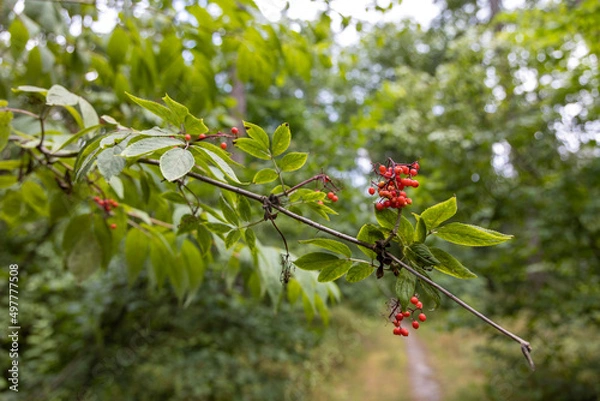 Fototapeta Wild red berry in the forest. Close-up view.