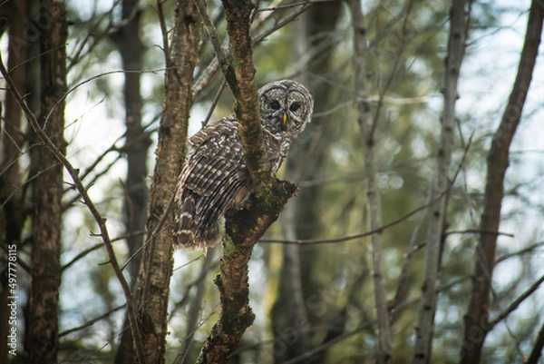 Obraz owl on a branch