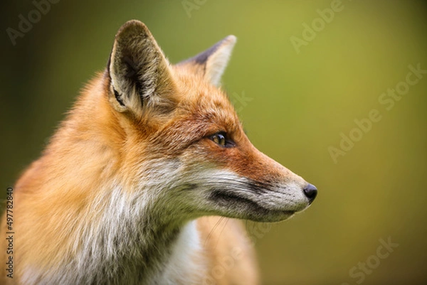 Fototapeta red fox, vulpes vulpes, looking aside in summer with blurred background. Detail of orange mammal watching from profile. Wild predator observing in green environment in close up.