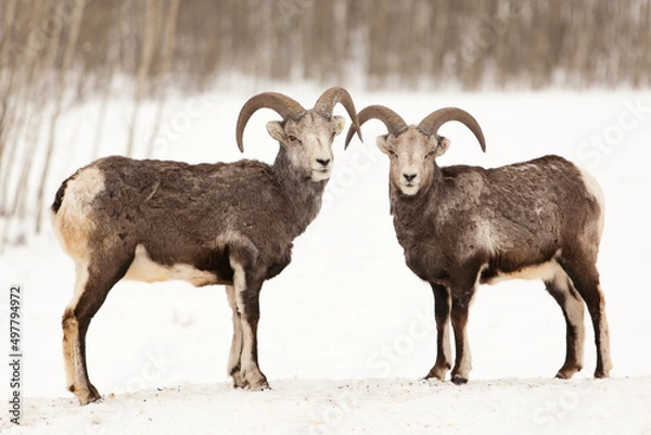 Obraz Couple de bouc au Yukon
