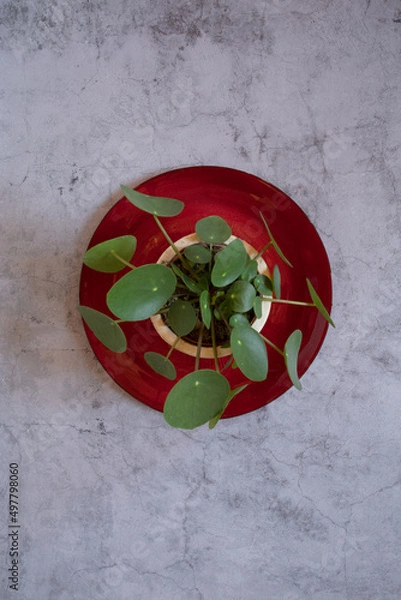 Fototapeta minimalistic Still Life Pilea peperomioides in a stone background