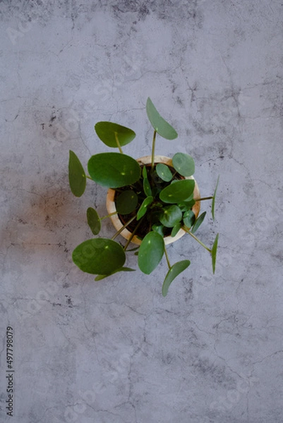 Fototapeta minimalistic Still Life Pilea peperomioides in a stone background