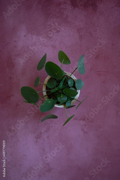 Fototapeta minimalistic Still Life Pilea peperomioides in a stone background