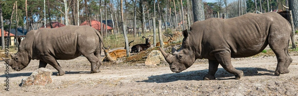 Fototapeta walking rhinos enjoy the sun in a zoo called safari park Beekse Bergen in Hilvarenbeek, Noord-Brabant, The Netherlands