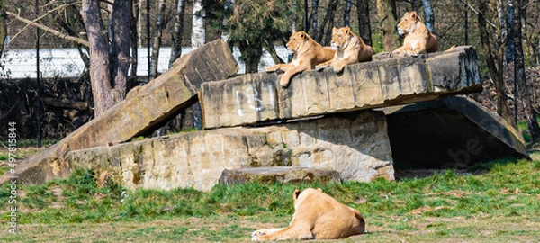 Fototapeta Several lionesses lie on a rock enjoying the sun in a zoo called safari park Beekse Bergen in Hilvarenbeek, Noord-Brabant, The Netherlands