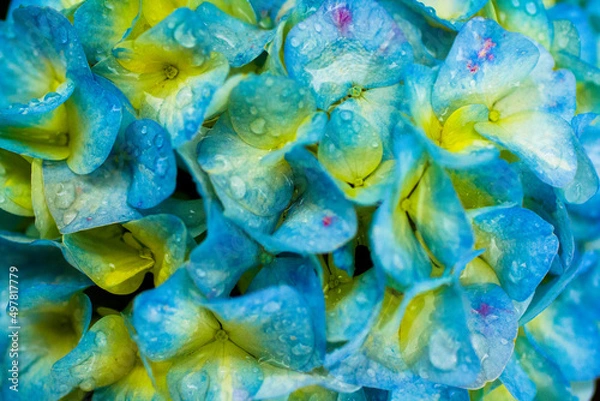 Fototapeta Orquídeas en jardín botánico de la ciudad de Bogotá Colombia