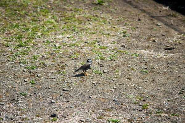 Obraz ムクドリ・野鳥・空き地・春・屋外