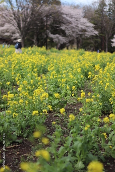 Obraz 菜の花畑