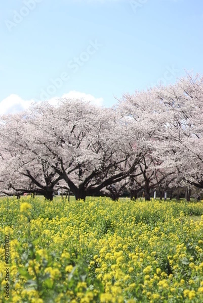 Obraz 2022年春　桜の花と菜の花