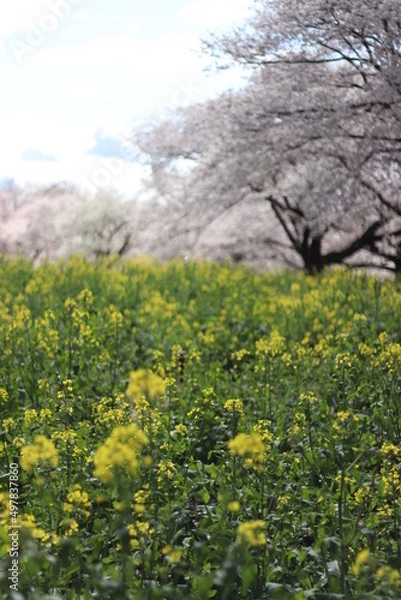 Obraz 桜と菜の花
