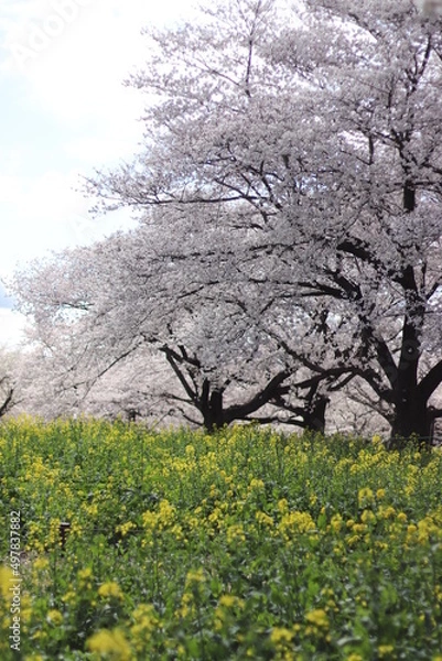 Obraz 桜の開花シーン