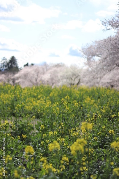 Obraz 桜と菜の花