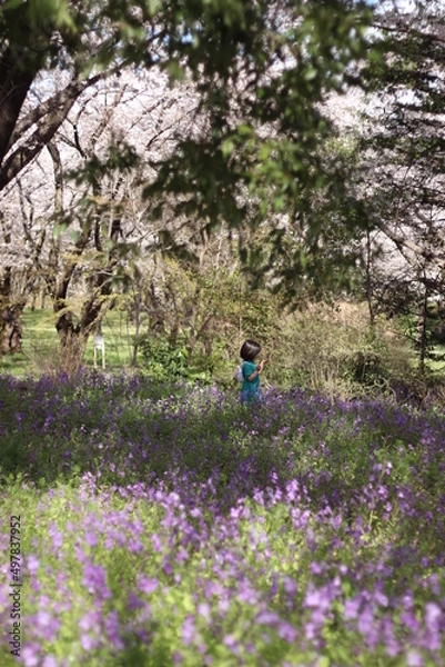 Obraz 花畑の女の子